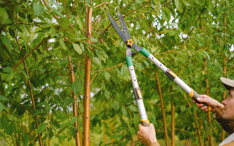 Tree trimming in Toms River, NJ